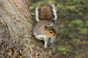 gallery/uploads-1-0-8-4-108467987-grey-tail-halo_orig